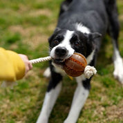 Jouet pour chien boule dentaire flottante