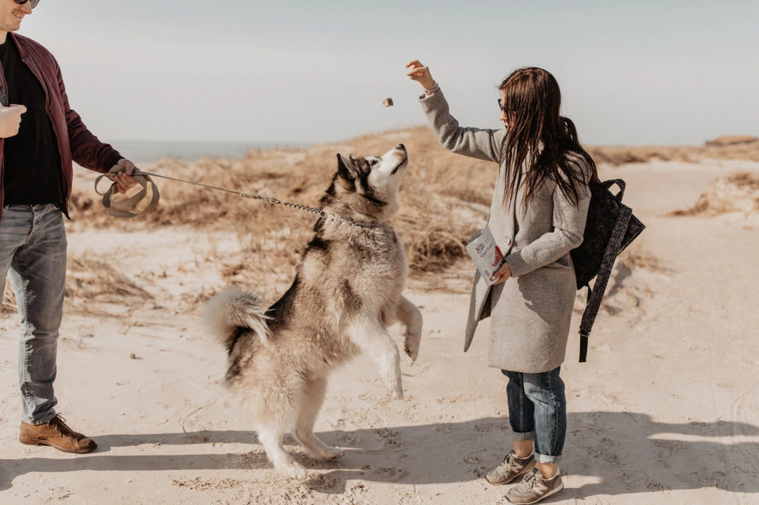 Gâteries pour chiens 100 % naturelles en cubes de peau de morue séchée