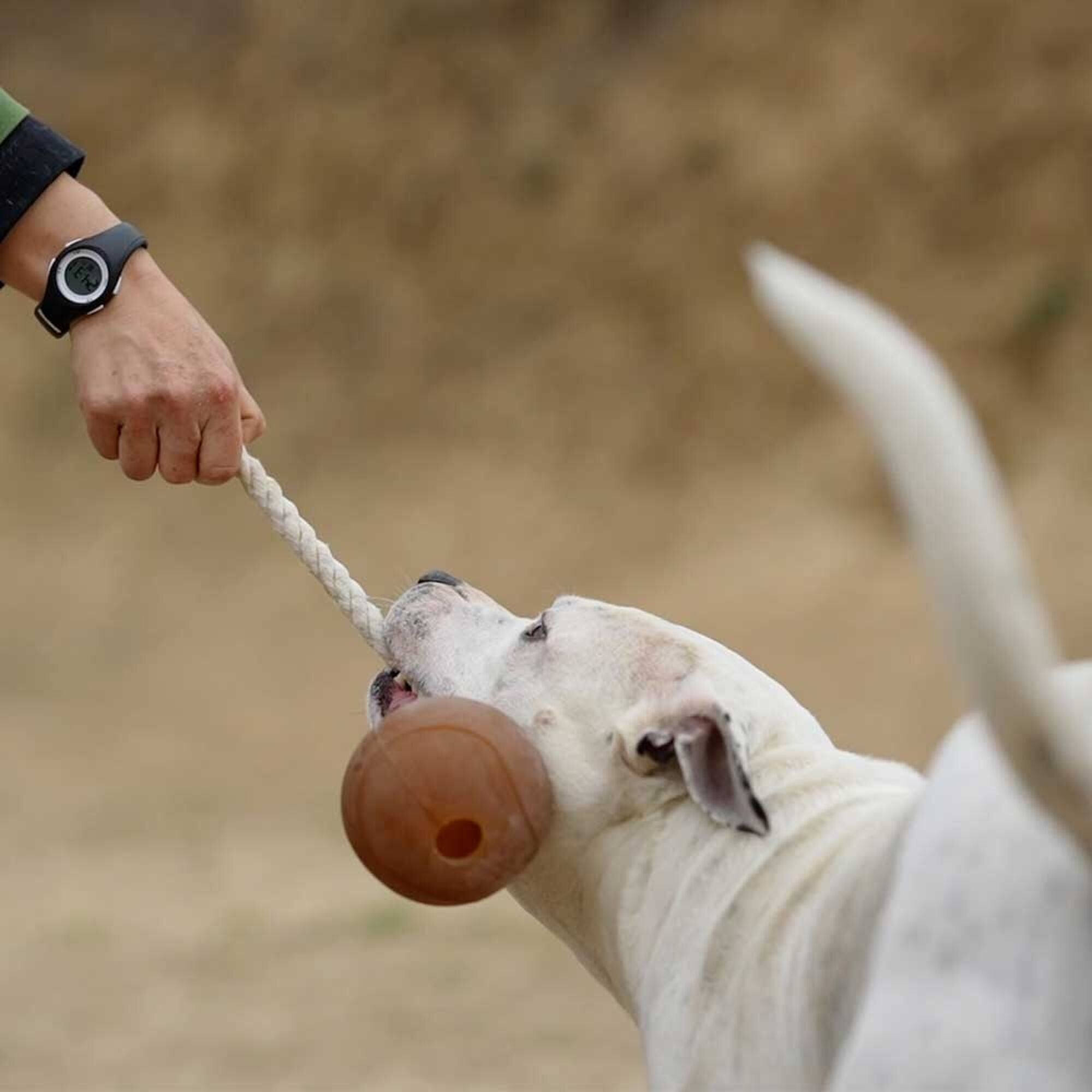 Jouet pour chien en corde avec balle frottante - XL