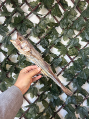 Merlan entier 🐟