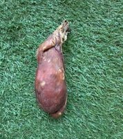 Testicule de taureau