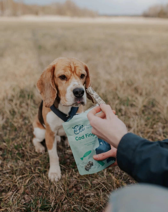 Gâteries pour chiens 100 % naturelles en peau de morue séchée