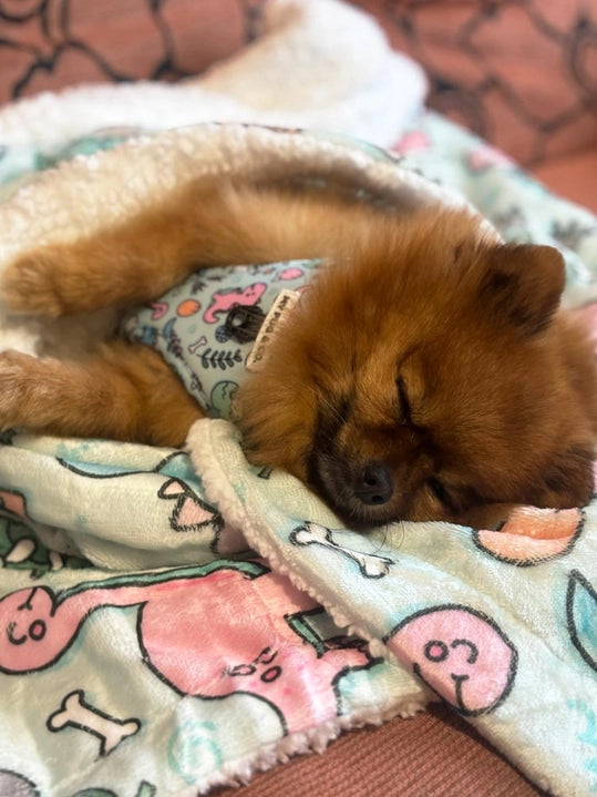 Couverture matelassée douce et chaude pour chien Doggysaurus