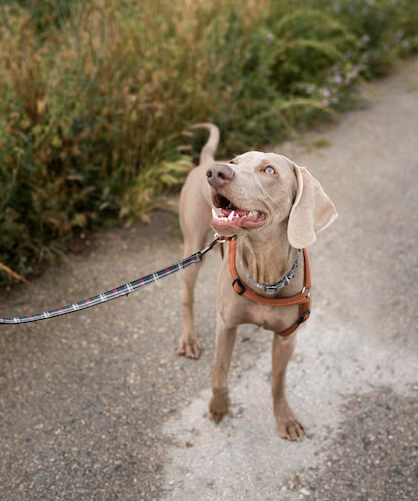 smiley-dog-with-leash-outdoors_23-2149013826.png